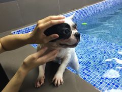 -宠宠熊宠物美容(星湖街店)