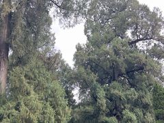 -武侯墓风景区