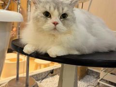 -momokira米努特·德文卷毛猫·棉花面纱犬