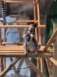 -Zoolung Zoolung动物主题公园(海信广场店)
