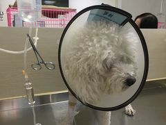 -喜多萌中农锦绣动物医院24H·猫科·牙科MRI·CT