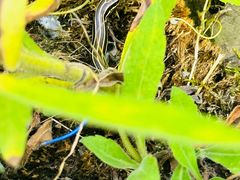 -新安江山水画廊风景区