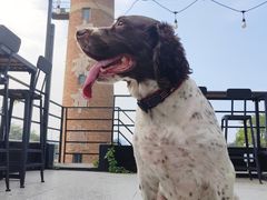 -小意思咖啡店(草桥店)