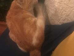 -Sirena海妖日咖夜酒