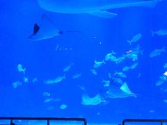 -烟台海昌鲸鲨海洋公园