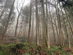 -大围山国家森林公园