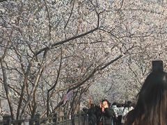 -桃花堤公园