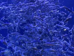 -成都浩海立方海洋公园