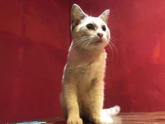 -猫色咖啡·猫咖