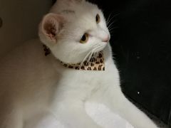 -瑞鹏宠物医院·骨科·猫科·内科(第一中心)