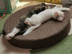 -中农国际动物医院24小时·猫科·骨科·急重症中心