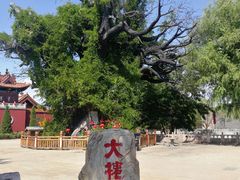 -大槐树寻根祭祖园