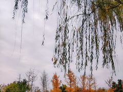 -洨河生态公园