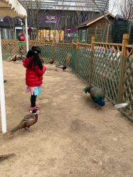 -萌宠亲子动物乐园(槐房万达店)