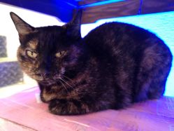 -RL Nail·瑞丽美甲美睫品牌原创店