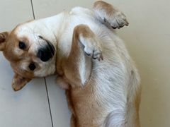 -怪兽屋·羊驼·猫咖·狗咖(俊华广场店)