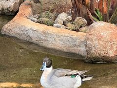 -海南热带野生动植物园