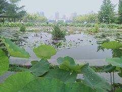 -莲花池公园