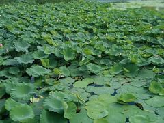 -昆山城市生态森林公园