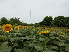 -百万葵园