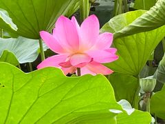 -长春市南湖公园