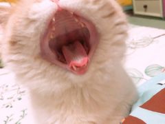 -米苏动物医院·犬猫专科·骨科外科内窥镜