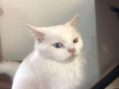 -楼上猫咖(罗湖店)