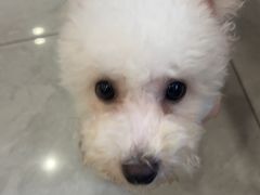 -柴犬小屋·柴餐厅·狗咖食堂(金鼎广场店)