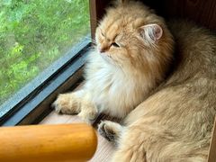 -豆逗聊愈猫阁Easy Life
