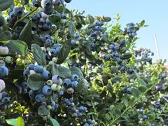 -金谷域澳洲庄园