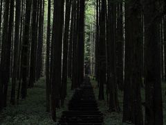 -武陵山森林公园