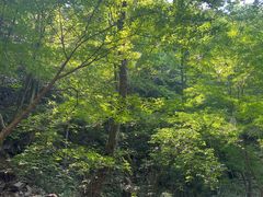 -藏龙百瀑风景区