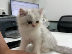 -中农大我爱我爱动物医院·核磁CT·猫病·24小时夜诊中心(石佛营店)