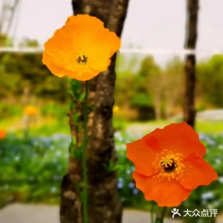 春日怎么能不踏青呢[加油]