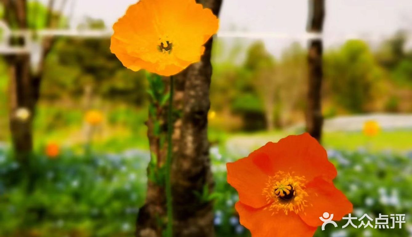 春日怎么能不踏青呢[加油]