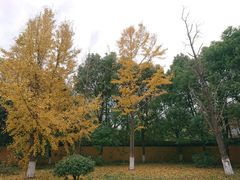 -东渡苑景区