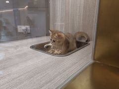 -飞行喵MR PILOT|猫舍·猫咖(静安大融城店)