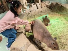 -萌宠奇缘