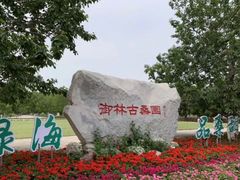 -御林古桑园