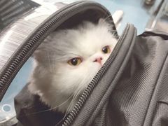 -北京赛佳动物医院