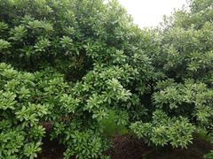 -塘栖枇杷特色园区