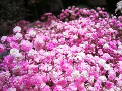 -爱尚幸福鲜花(上地实体店)