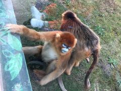 -西安秦岭野生动物园