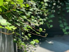 -君悦酒店·La Terrazza意合園·意式风味