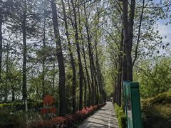 -合肥滨湖国家森林公园