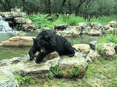 -北京野生动物园