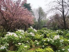 -洛阳市隋唐城遗址植物园