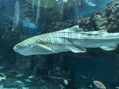 -上海海洋水族馆