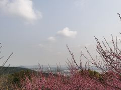 -香雪海