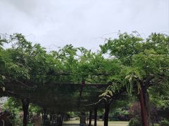 -嘉定紫藤园